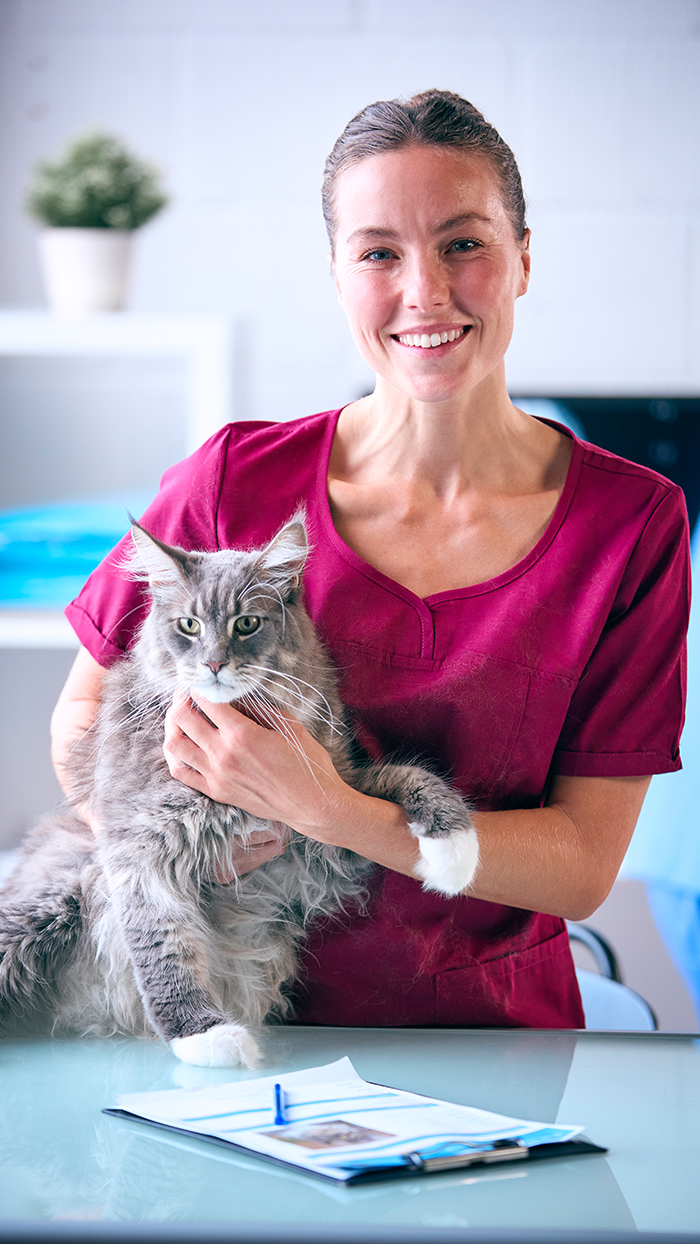 OfferFirst Veterinarian Professional looking for a Job